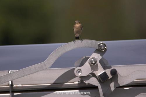 Les animaux s'invitent au Festival Musica Vir'Live de Virelade